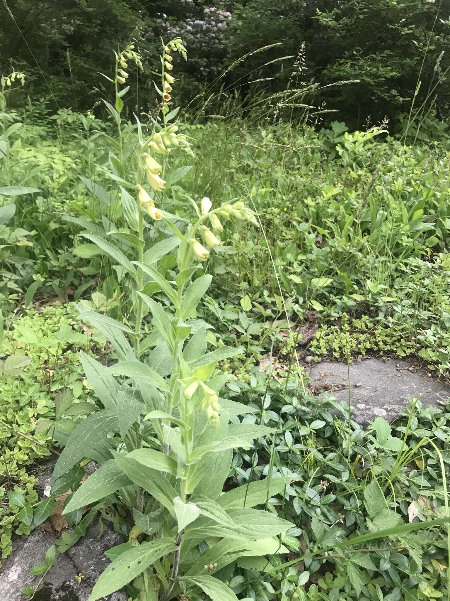 Слика од Digitalis grandiflora Mill.