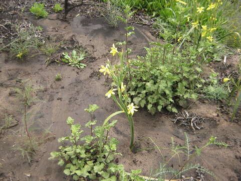 Moraea cookii (L. Bolus) Goldblatt resmi