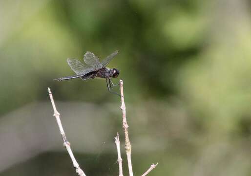 Tramea binotata (Rambur 1842) resmi