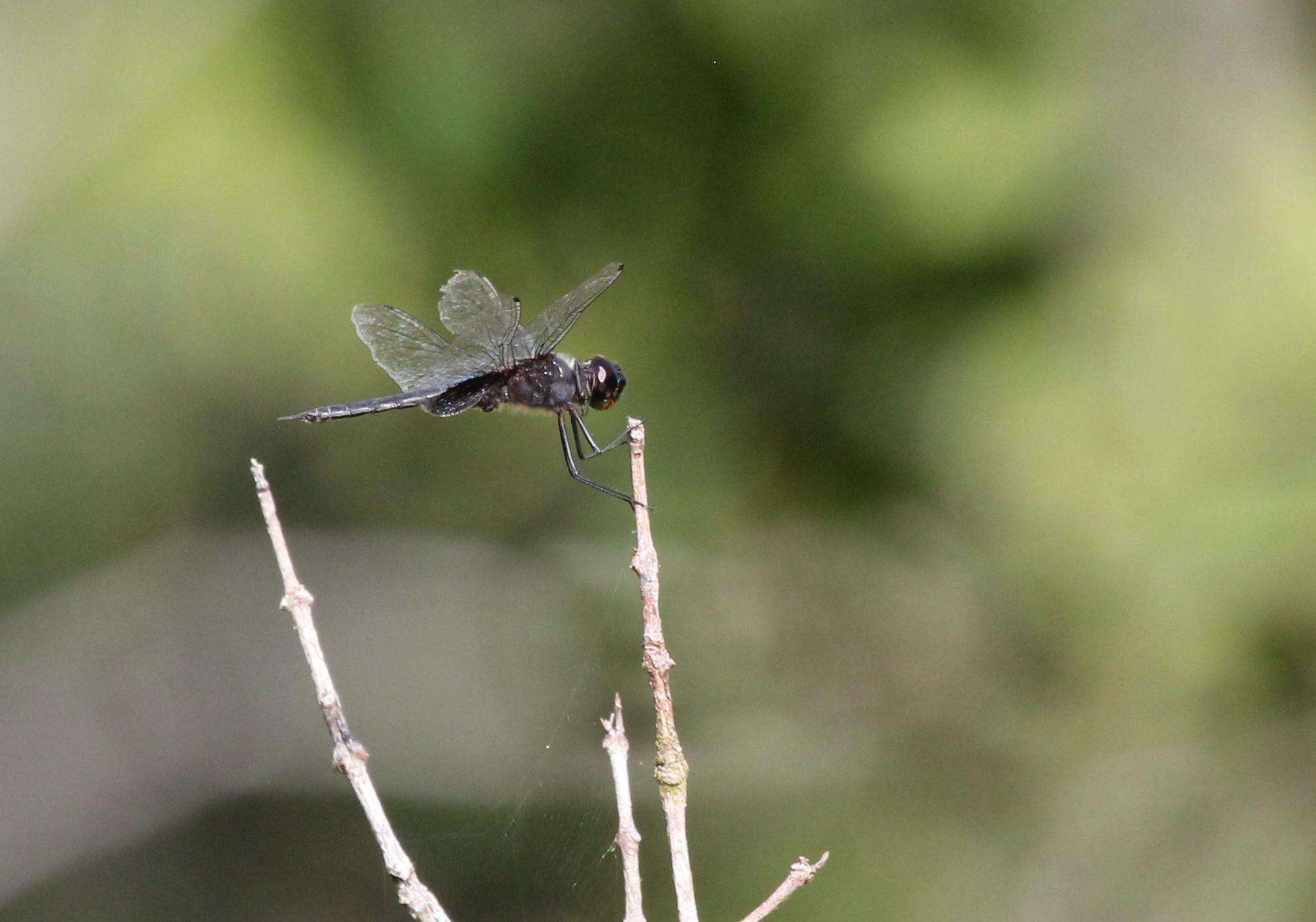 Image of Tramea binotata (Rambur 1842)