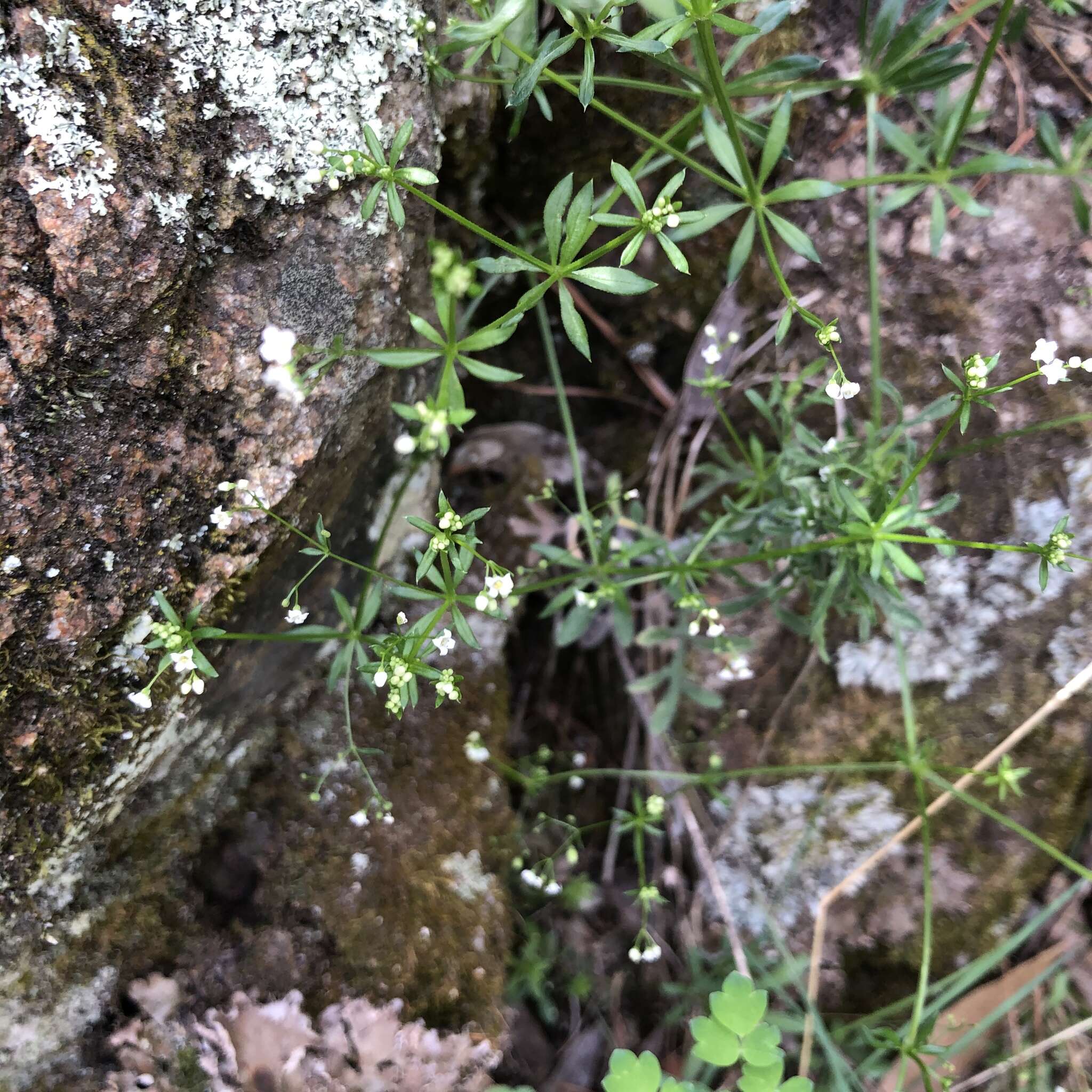 Galium mexicanum Kunth resmi