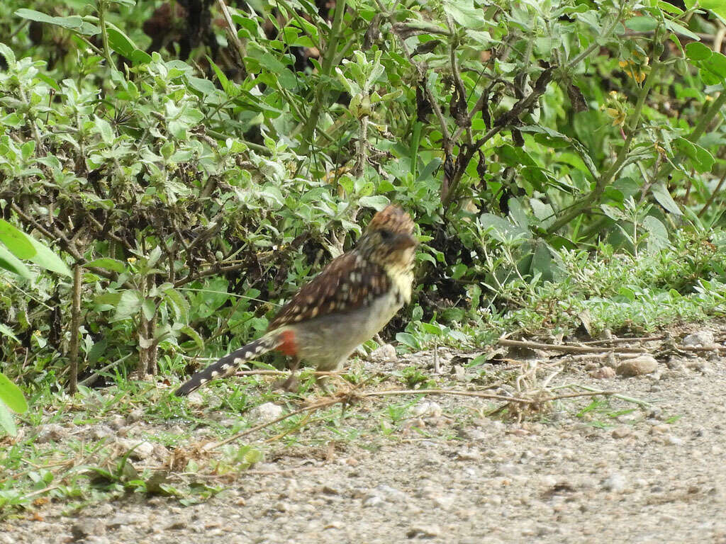 Image of D'Arnaud's Barbet