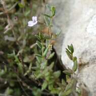 Micromeria filiformis subsp. cordata (Moris) Pignatti的圖片