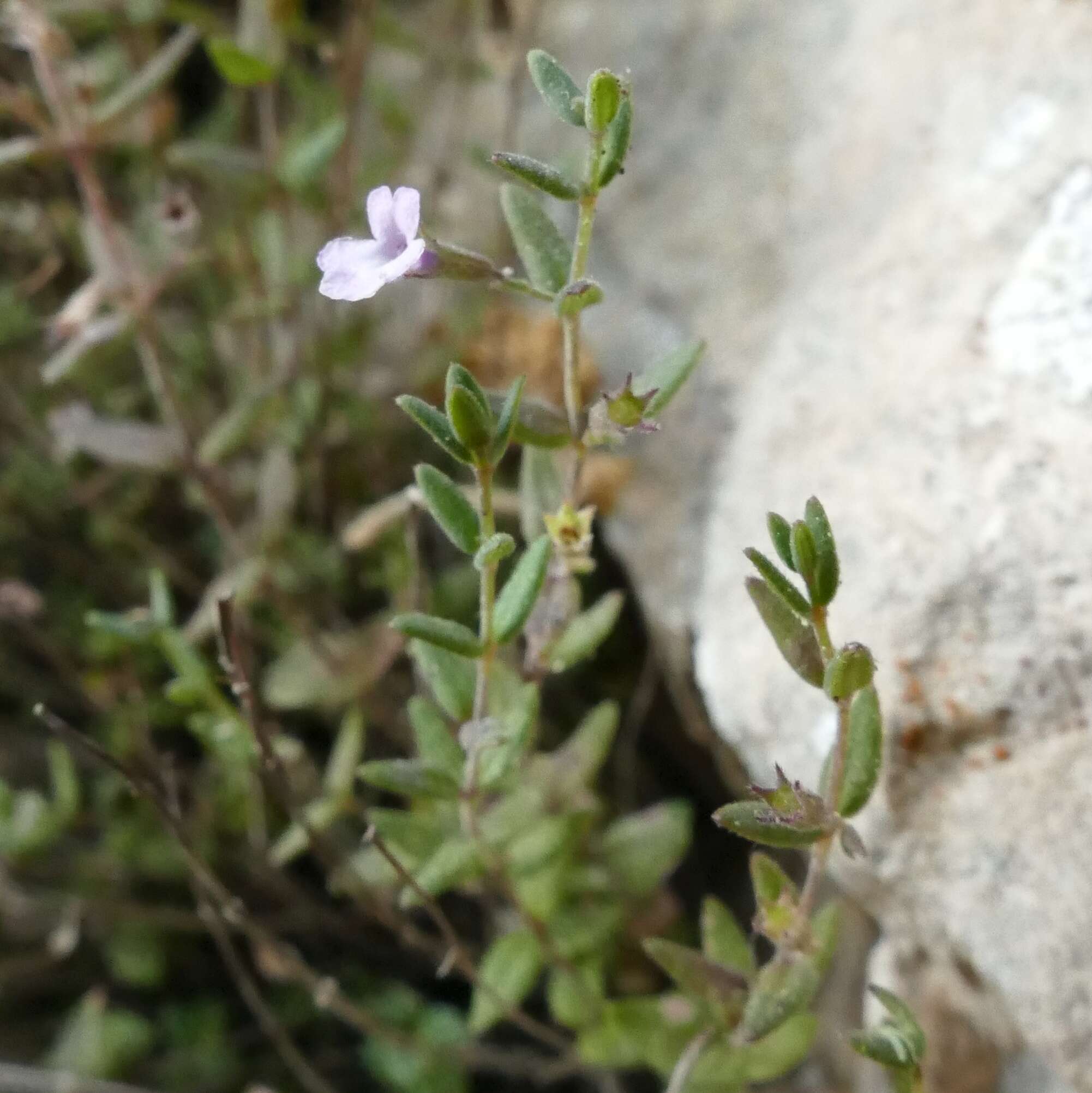 Image of Micromeria filiformis subsp. cordata (Moris) Pignatti