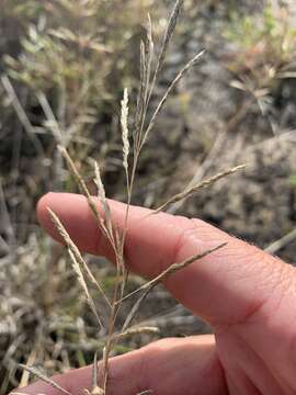 Image of Sporobolus actinocladus (F. Muell.) F. Muell.