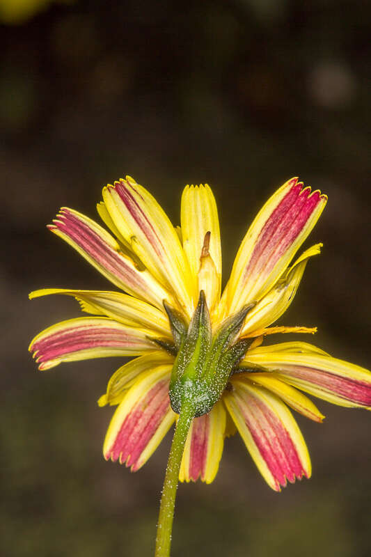 Image of Hypochaeris robertia (Sch. Bip.) Fiori