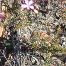 Sivun Acmadenia maculata I. Williams kuva