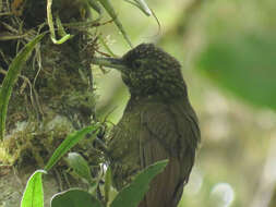 Imagem de Xiphorhynchus triangularis (Lafresnaye 1842)