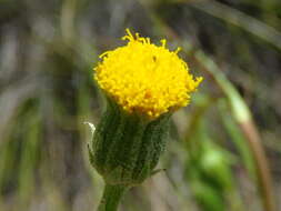 Слика од Senecio asperulus DC.