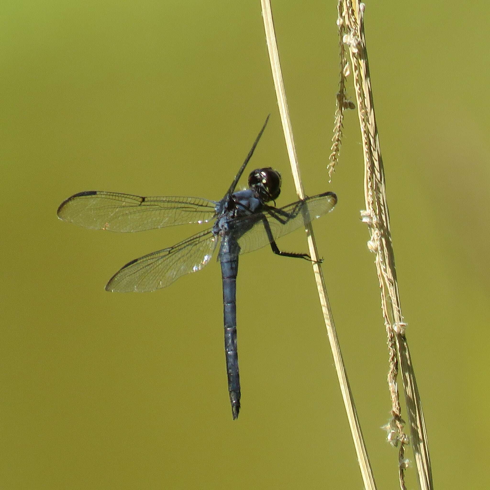 Libellula incesta Hagen 1861 resmi