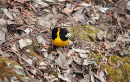 Image of Collared Grosbeak