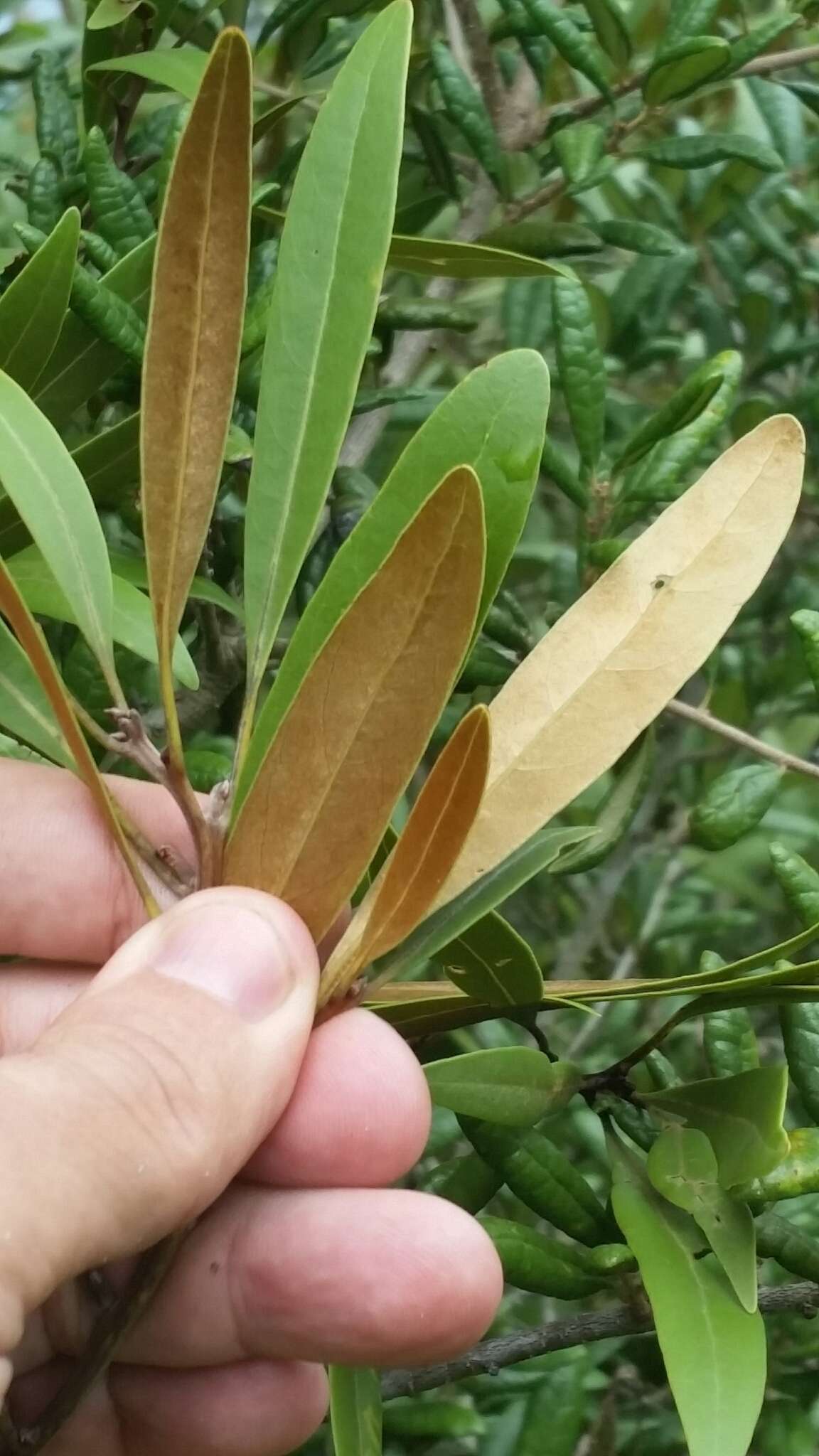 Image de Persea humilis Nash