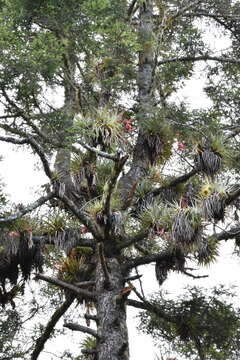 Image of Hickel's Fir