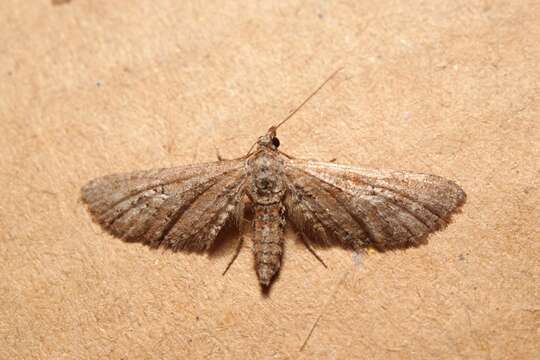 Image of Eupithecia scopariata Rambur 1833