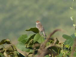 Image of Cisticola cantans muenzneri Reichenow 1916