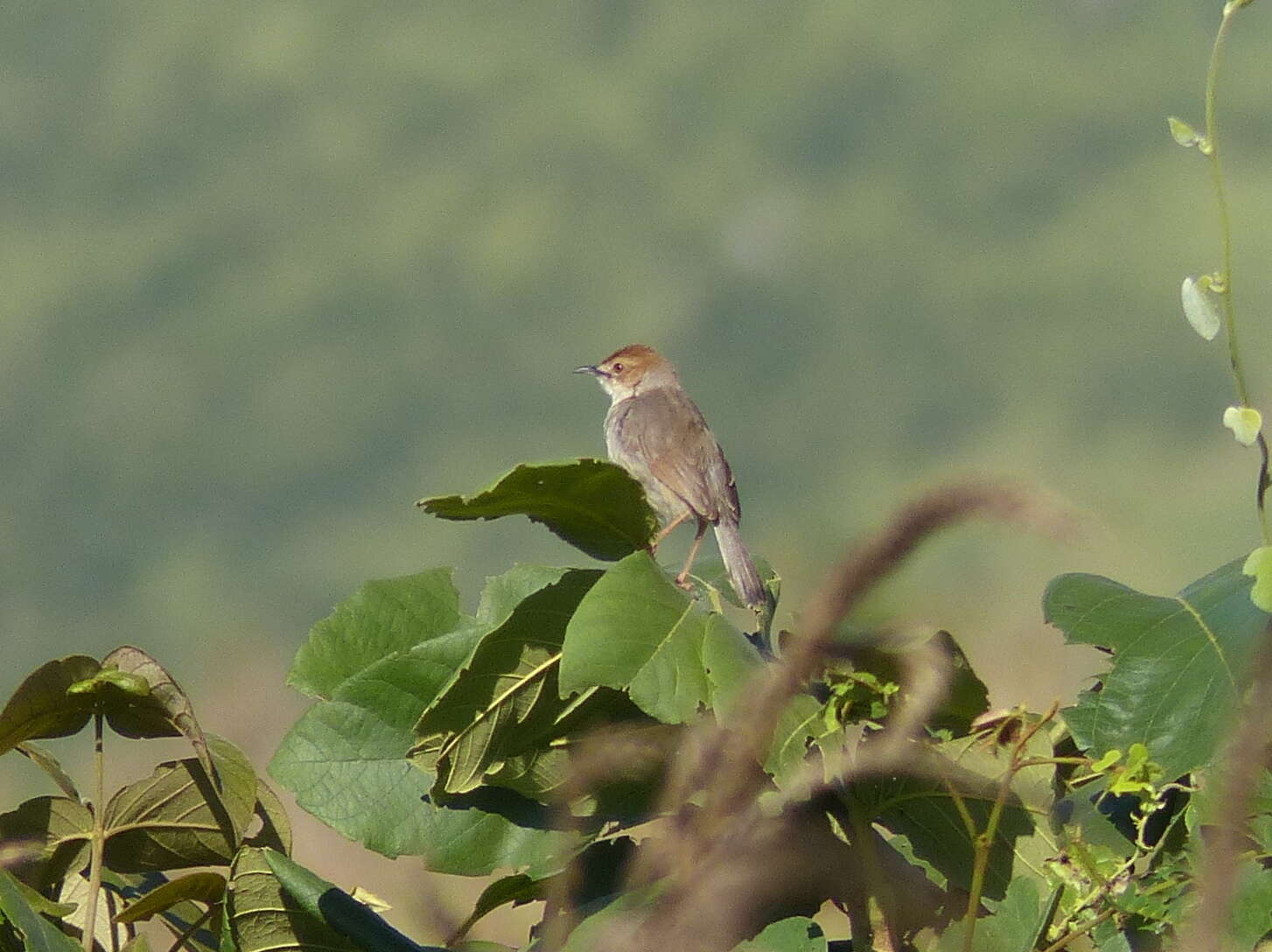 Image of Cisticola cantans muenzneri Reichenow 1916