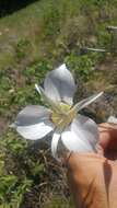 Image of Nez Perce mariposa lily