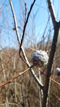 Image of Willow Pinecone Gall Midge