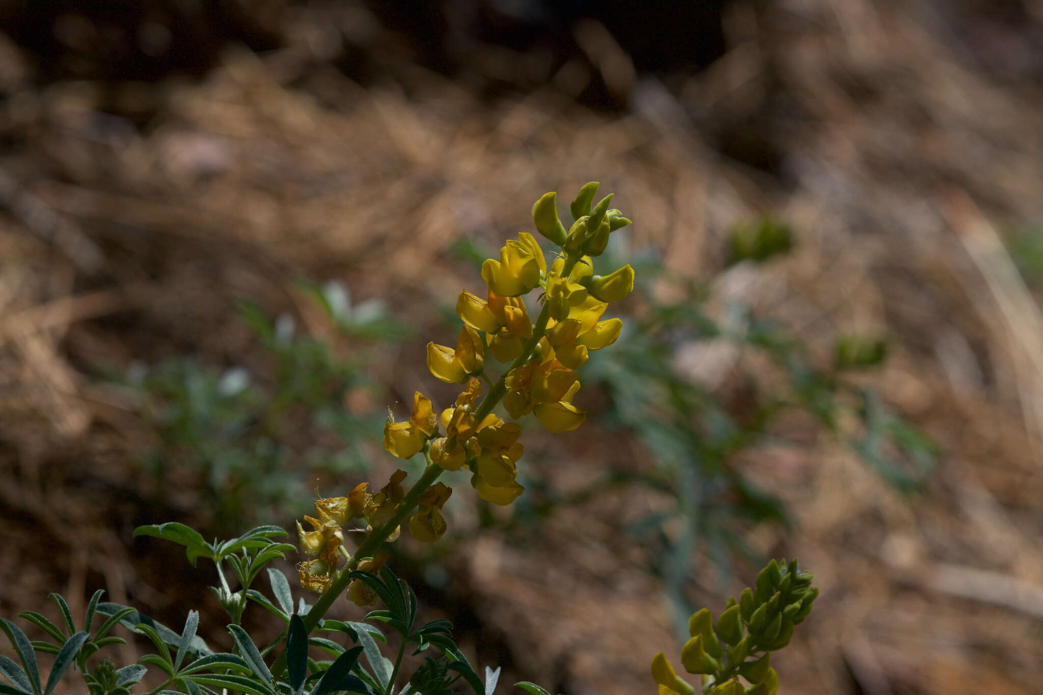 Plancia ëd Lupinus croceus Eastw.