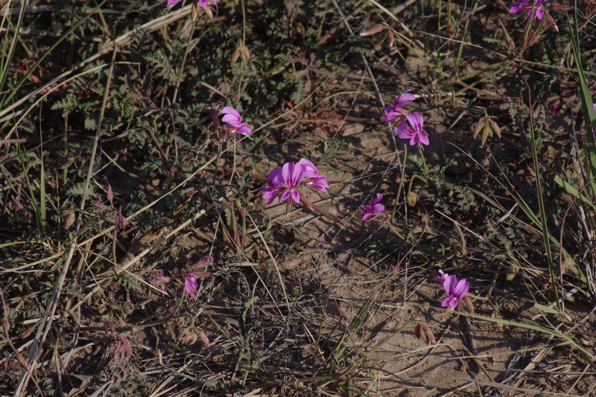 Image of Pelargonium multicaule Jacq.