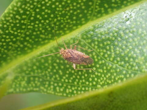 Sivun Chinamiris aurantiacus Eyles & Carvalho 1991 kuva