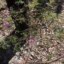 Image of Boronia rivularis C. T. White