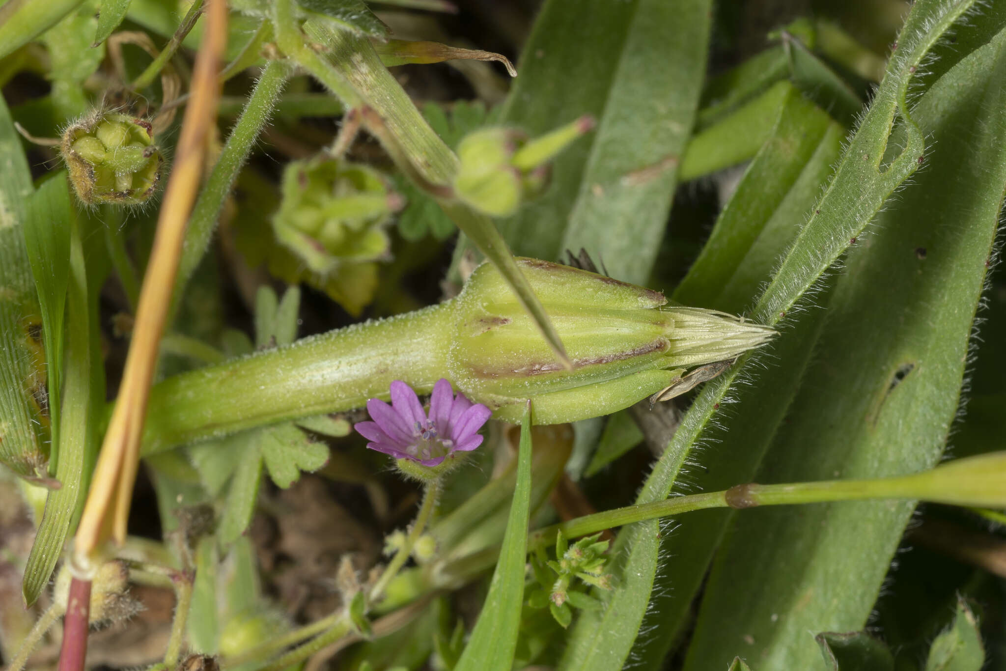 Image of Hyoseris scabra L.