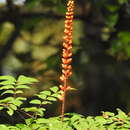 Image of Moullava spicata (Dalzell) Nicolson