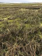 Image of California Cord Grass