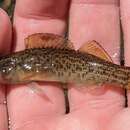 Image of Greenfin darter