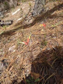 Image de Castilleja linifolia N. H. Holmgren