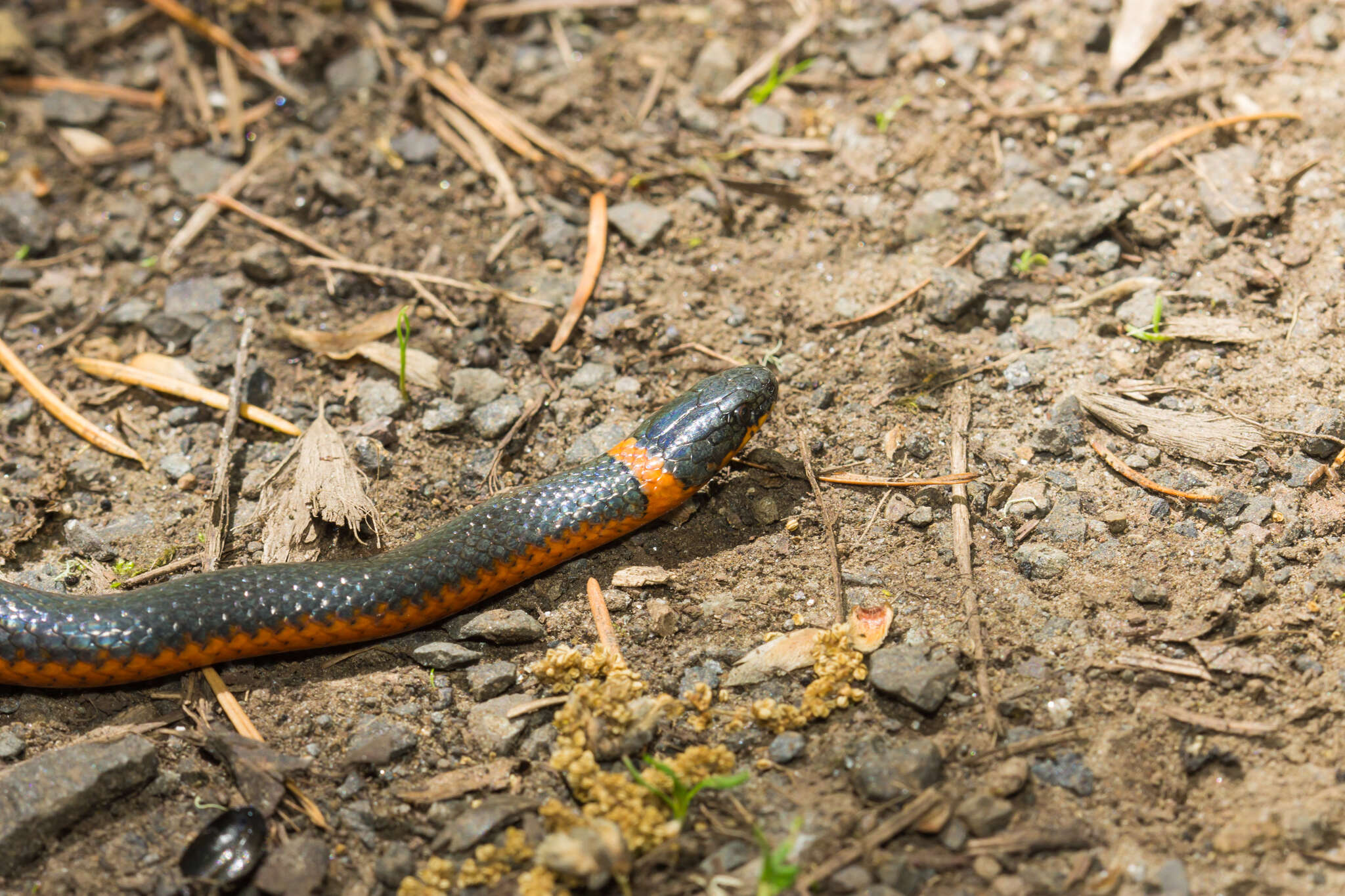 Diadophis punctatus occidentalis Blanchard 1923的圖片