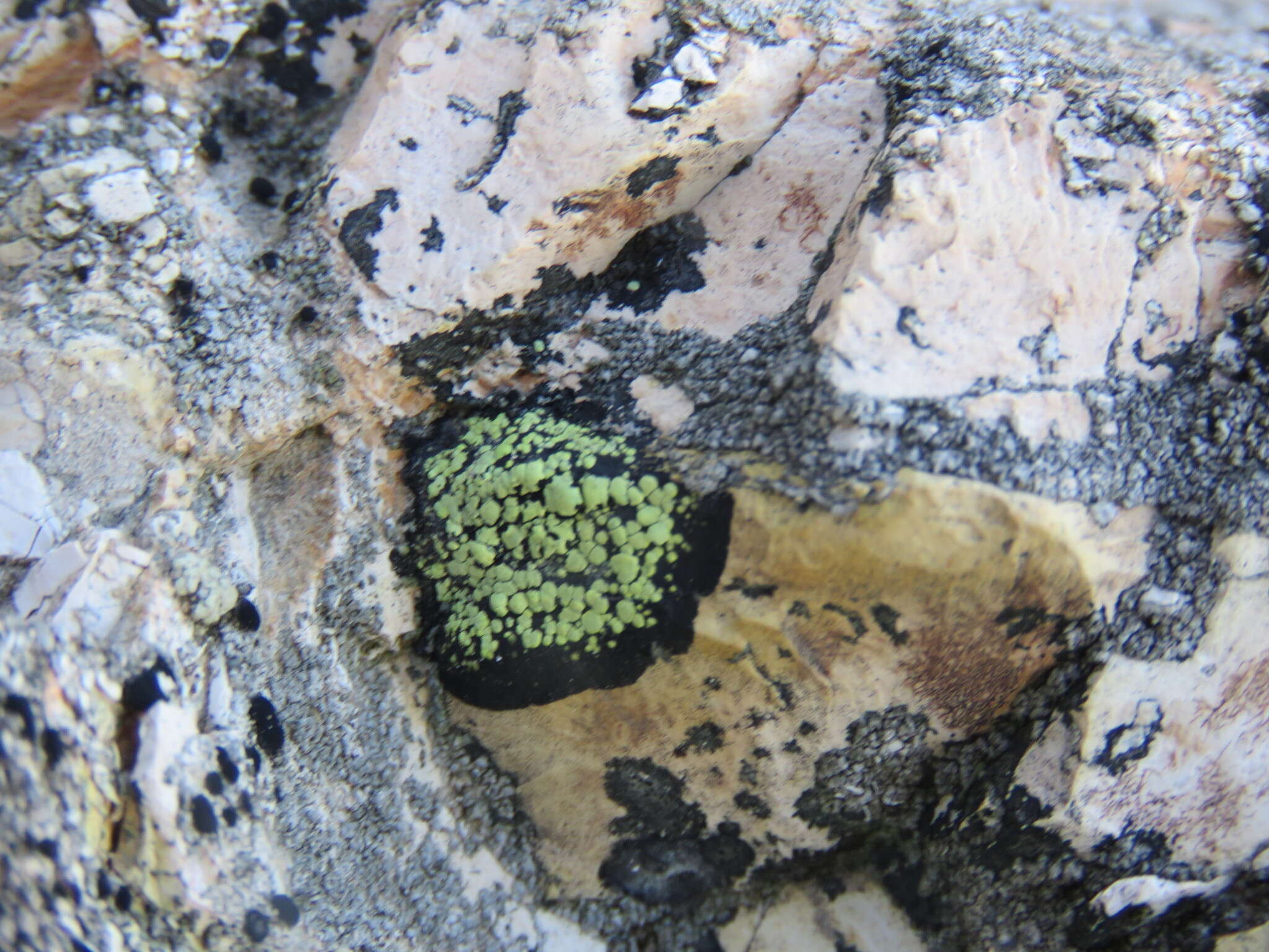 Image of lecanora map lichen