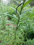 Vernonia gigantea (Walt.) Trel. ex Branner & Coville resmi