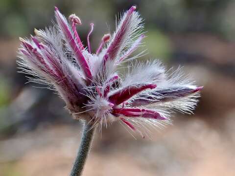 Ptilotus sessilifolius (Lindley) G. Benl的圖片