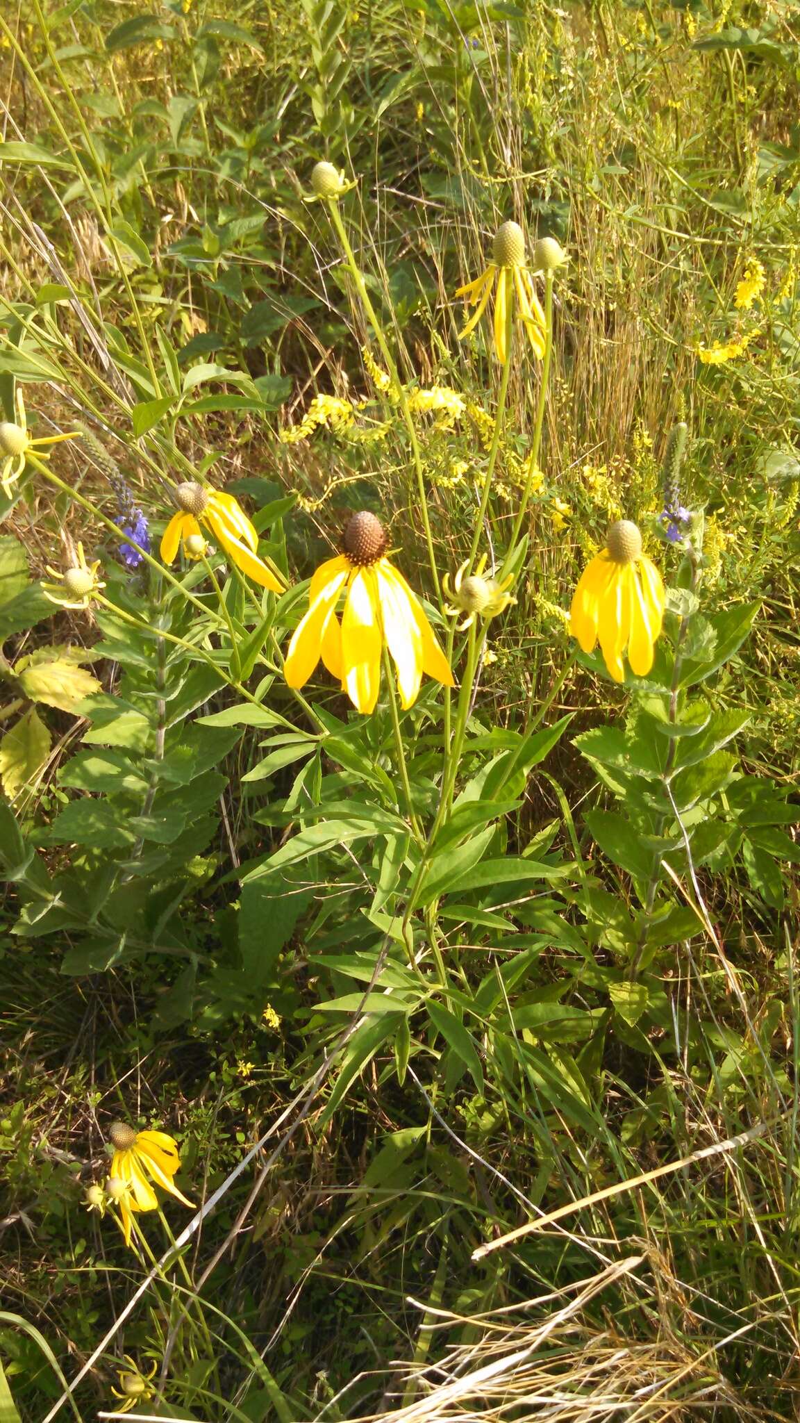 صورة Ratibida pinnata (Vent.) Barnh.