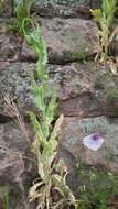 Image of opium poppy