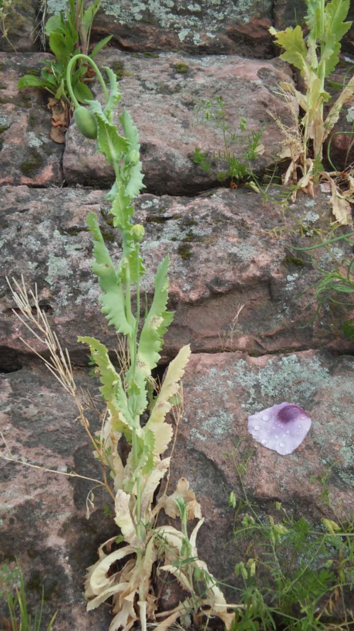 Image of opium poppy