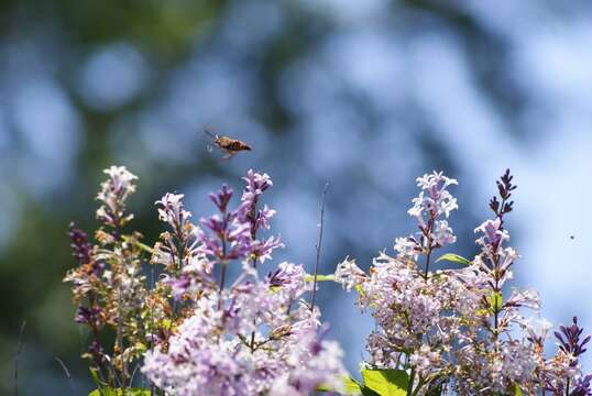 Image of Slender Clearwing