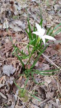 Image of Zephyranthes atamasco (L.) Herb.