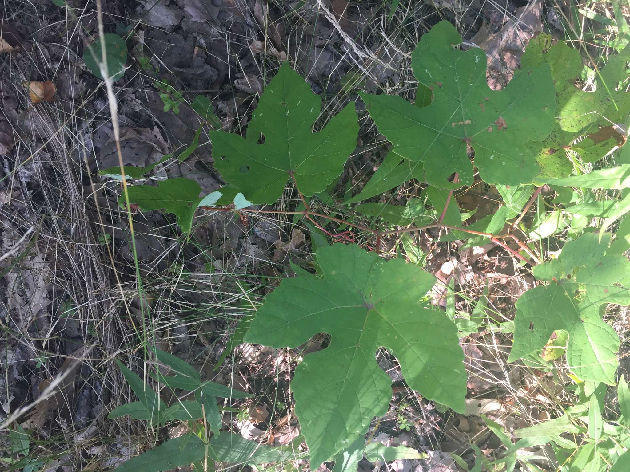 Image of summer grape