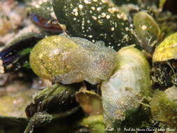 Image of Haminoea orteai Talavera, Murillo & Templado 1987