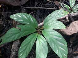 Image of Begonia maynensis A. DC.