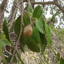 Image of Nonda plum