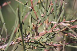 Sivun Hakea carinata F. Müll. ex Meissn. kuva