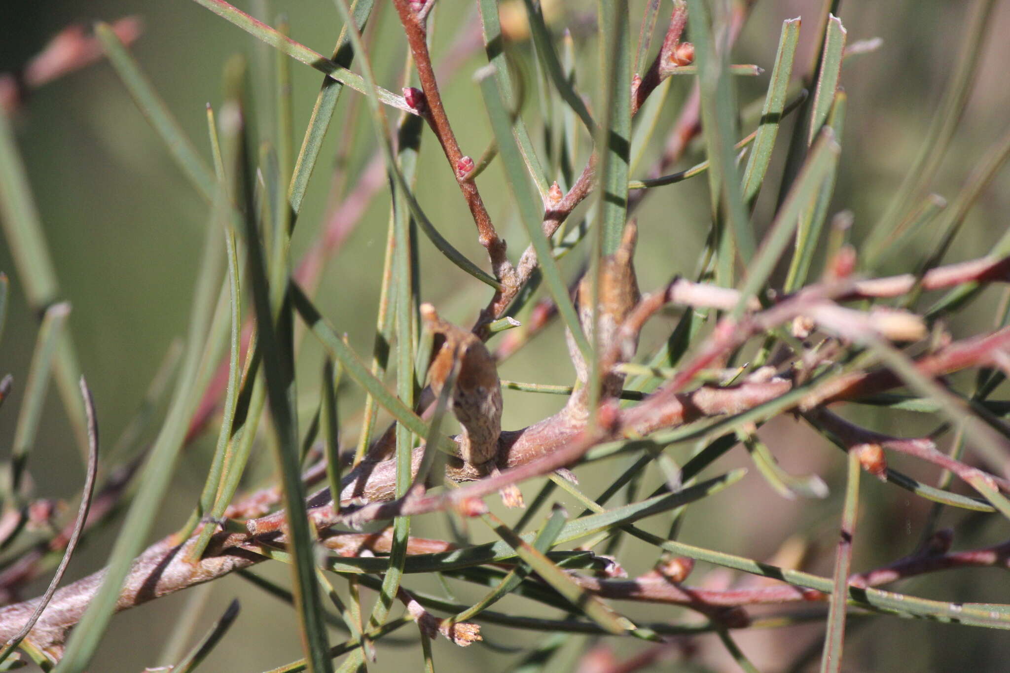 Image of Hakea carinata F. Müll. ex Meissn.