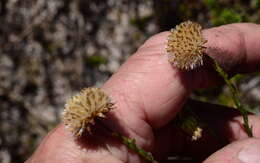 Слика од Chrysocoma esterhuyseniae E. Bayer