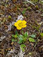 Image of Ranunculus pascuinus (Hook. fil.) Melville