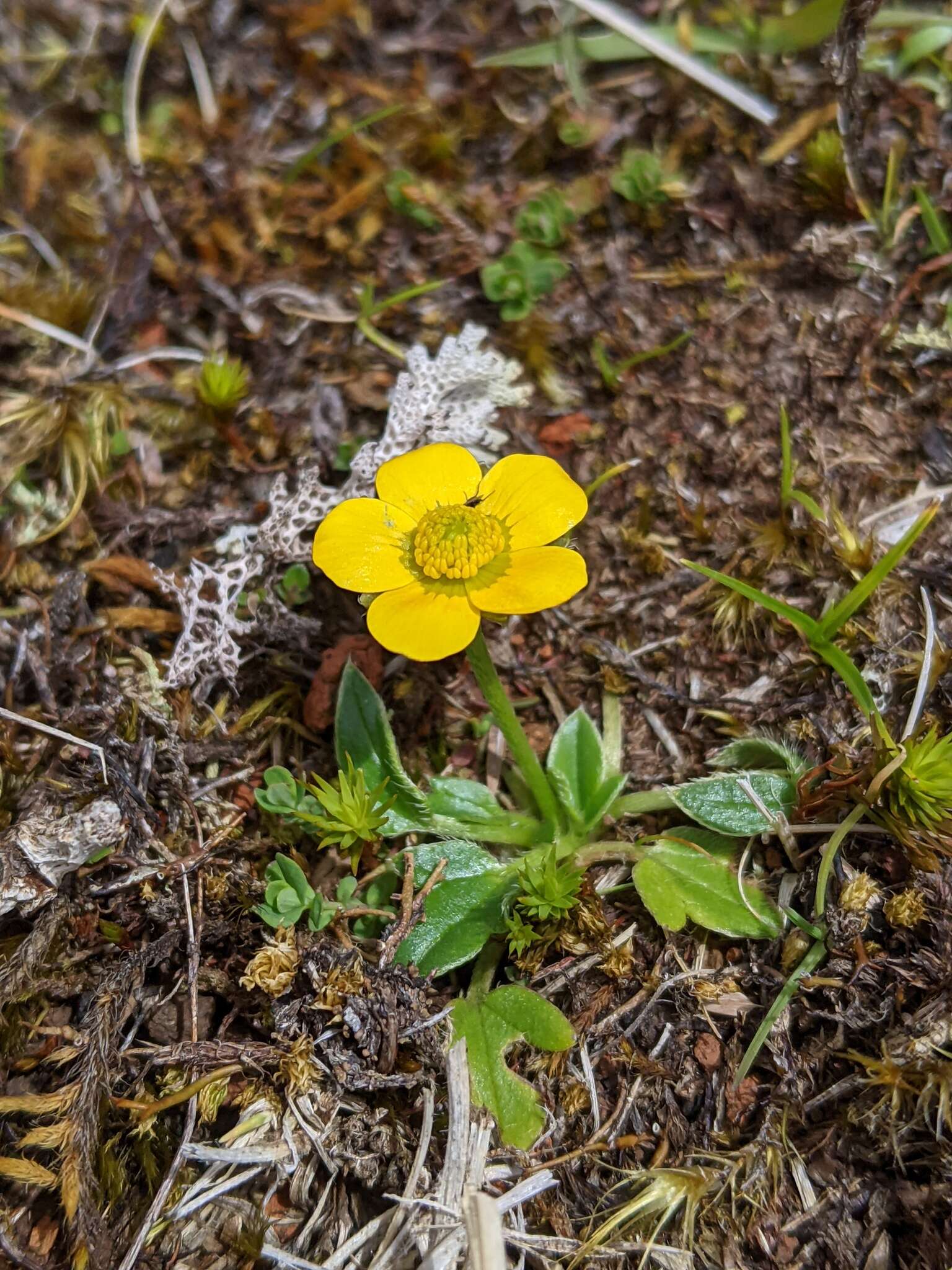 Image of Ranunculus pascuinus (Hook. fil.) Melville