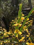 Sivun Bossiaea bracteosa Benth. kuva